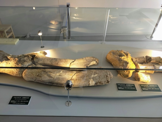 アキシマクジラの化石