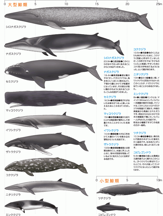 昭島クジラの全長