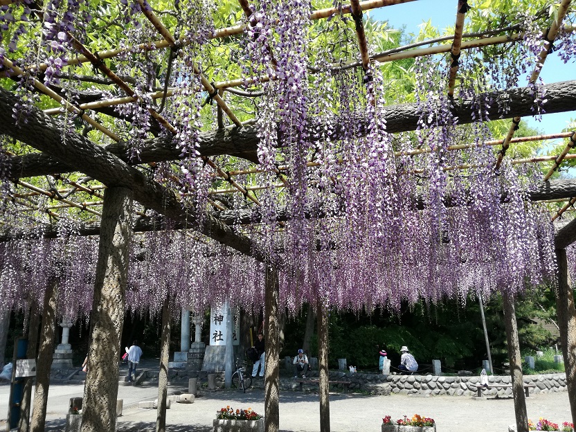 拝島公園は日吉神社の参道にある公園で 春には藤棚が見頃です 昭島ぶろぐ