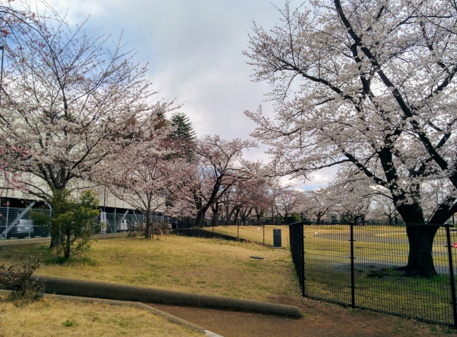 昭和公園の桜